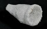 Fossil Horn Coral (Placosmilia) - Cretaceous #25597-1